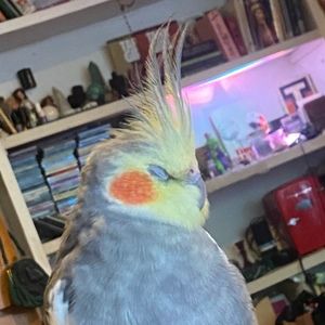 Meet your Posher, Milly